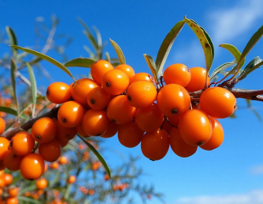 саженцы облепихи