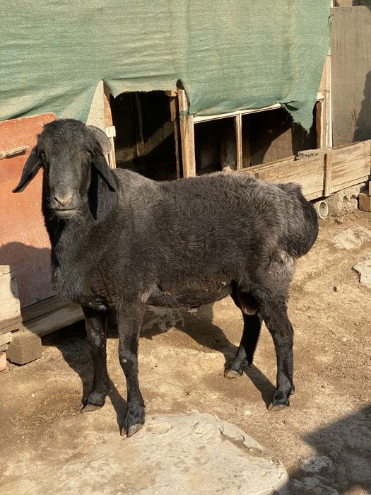 Qoy sotiladi