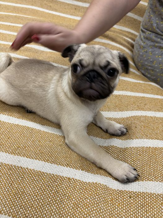 Щенки мопса, 2 мальчика, 2 месяца, родители клубные, выстовычные