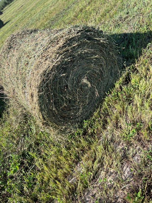 Таза жонышка чистая люцерна