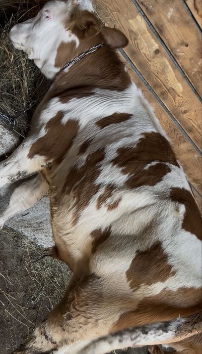 Tauri baltata romaneasca