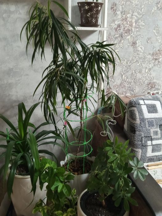 Продам фикус Али, ивовидный