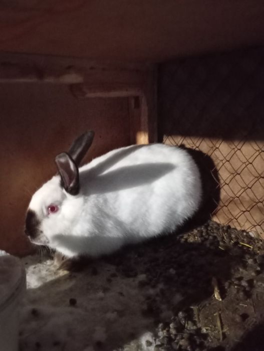 Продам молодых кроликов