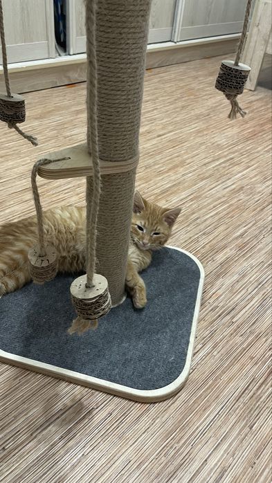 Отдам даром , котенка