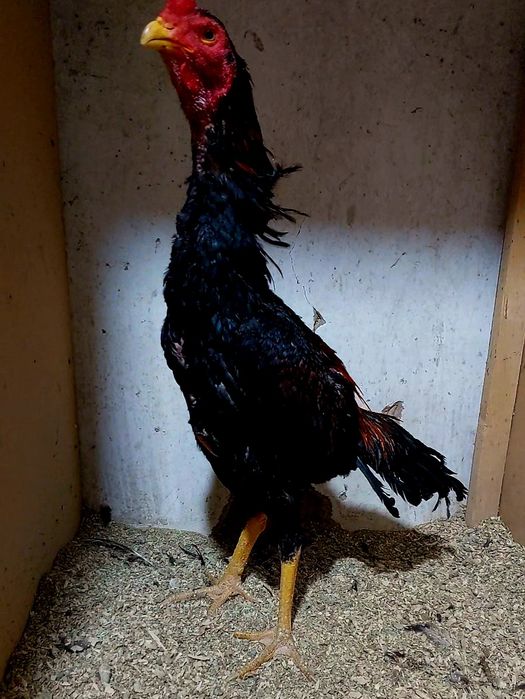 Дакан бойцовский петух