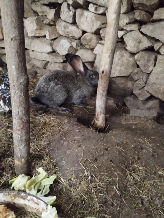 Зайци Белгийски великани