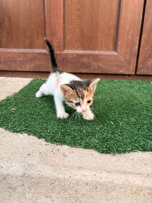 Котенца на 2 месеца търсят дом в Русе