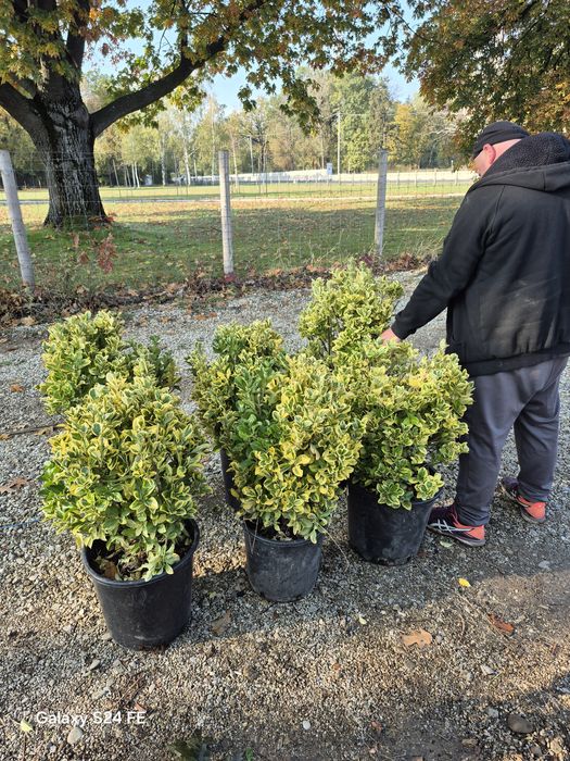 Tuia  leylandii la oferta