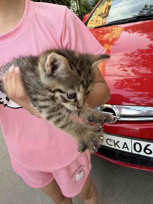 2 девочки дом шалкыма 4 подьезд