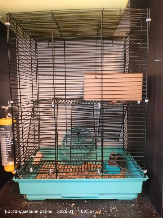 Продам японскую мышь с клеткой.