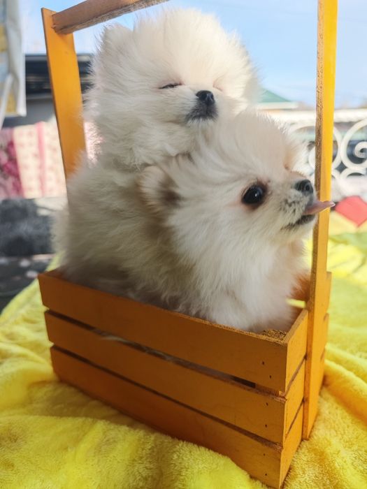 Щенки цверг шпица