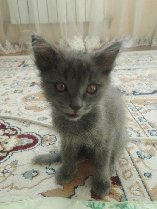 Котенок в добрые руки