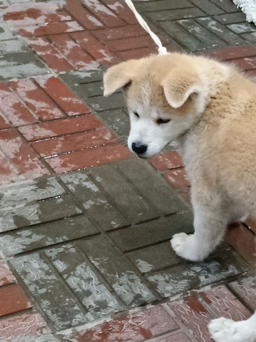 Акита ину  100%тоза пародали