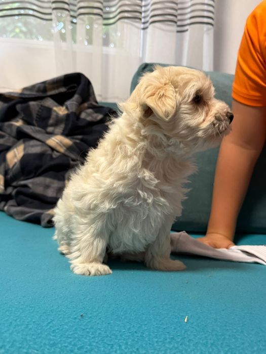 Cățelușă bichon maltez
