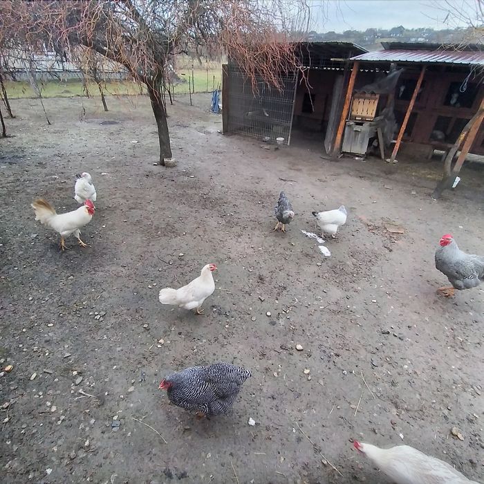 Vînd 2 puicuțe Sussex