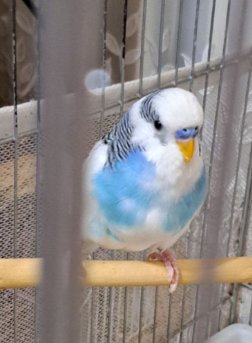 Попугаи волнистые есть 4 птицы