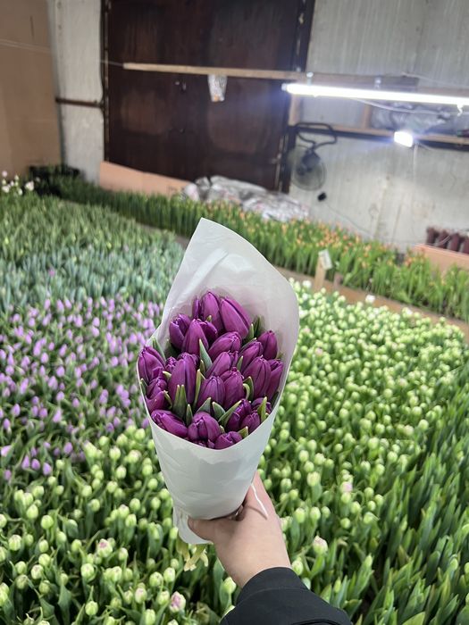 Тюльпаны 8 марта 650тг шт