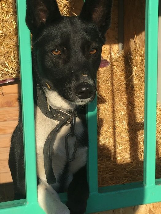 Приют для собак "Хвостатый рай" в Алматы