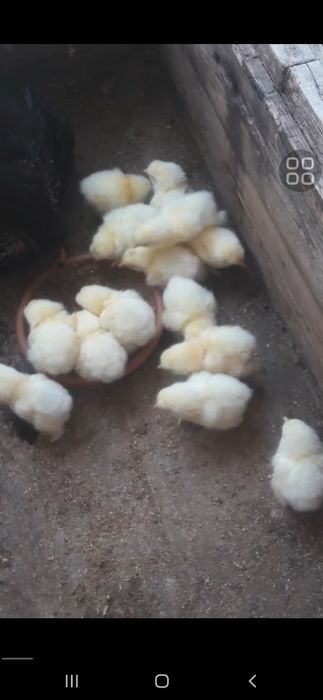 Svetliybrama jo‘jalar sotiladi