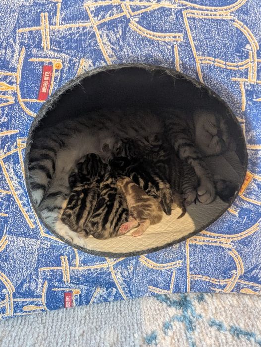 Британские мраморные котята