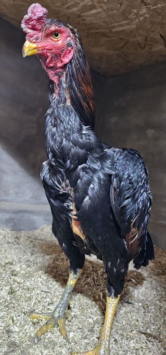 Дакан бойцовая птица