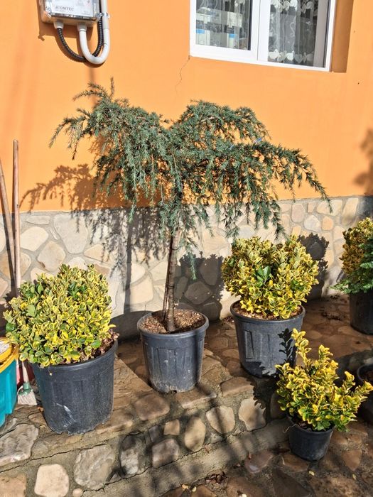 Mesteacăn platan tei tuia smarald