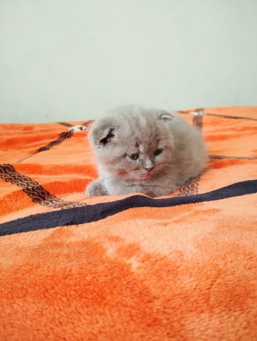 Mushuk bolachalari sotiladi