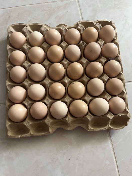 Яйца инкубаторские брама
