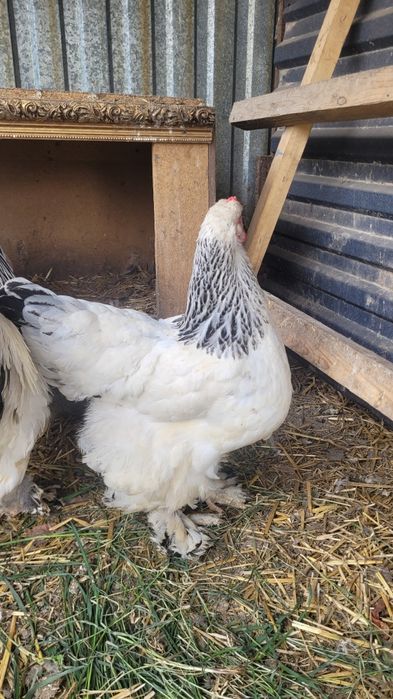 Продам светлую браму петух курица