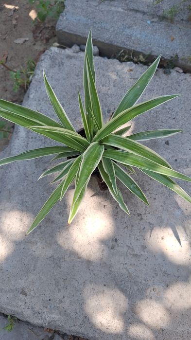 комнатные горшочные цветы