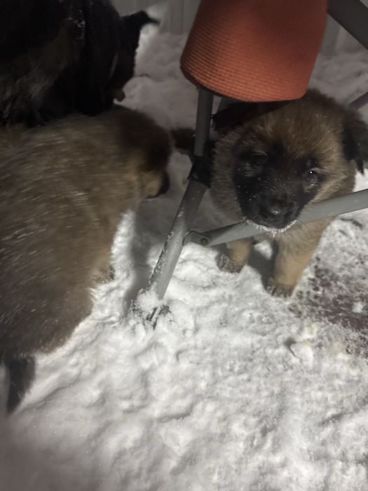 Щенки бесплатно.