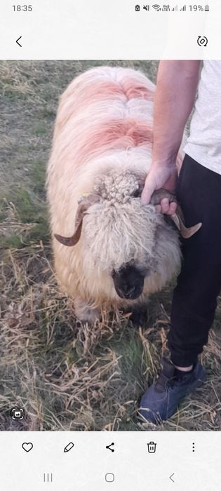 Vand 2 oi bucalai 1 200 lei  bucata