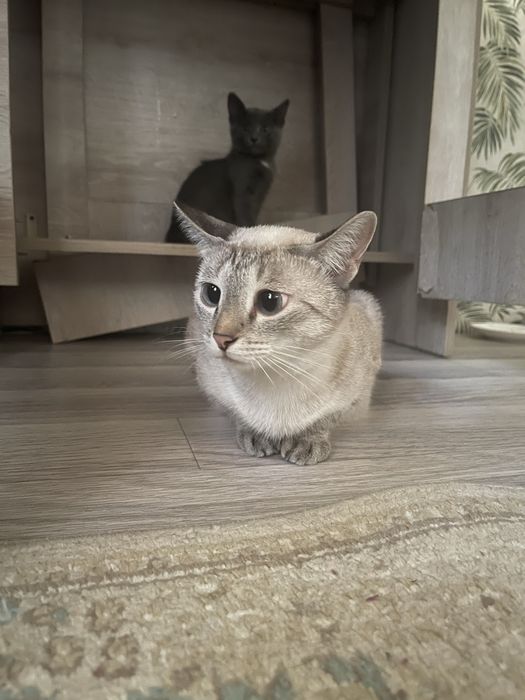 Отдам кошечку в добрые руки