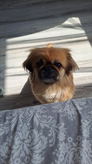 Отдам собачку пекинес в добрые руки