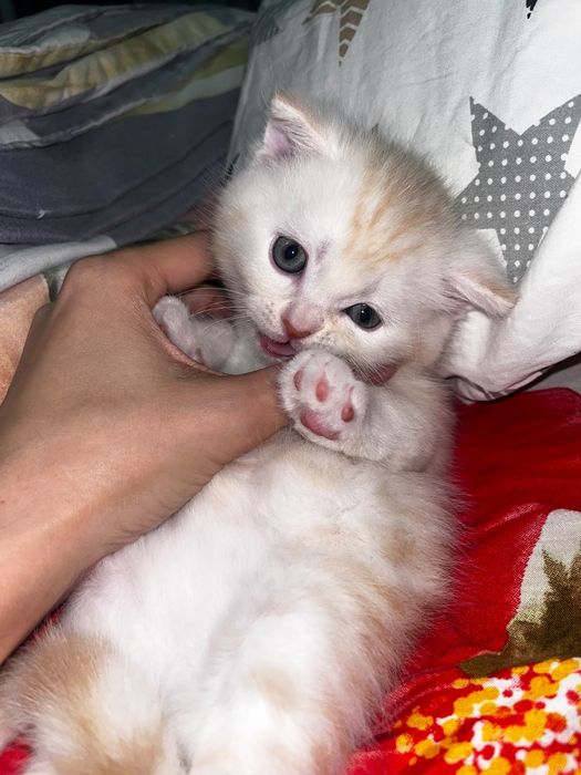 Продам котят вислоухий