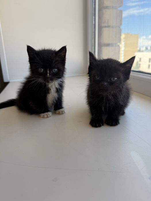 Котята бесплатно
