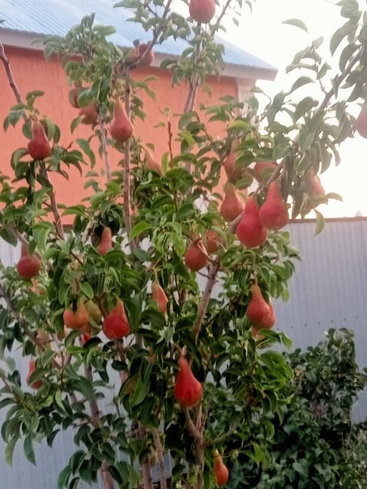 Продается дом в микрорайоне жулдыз