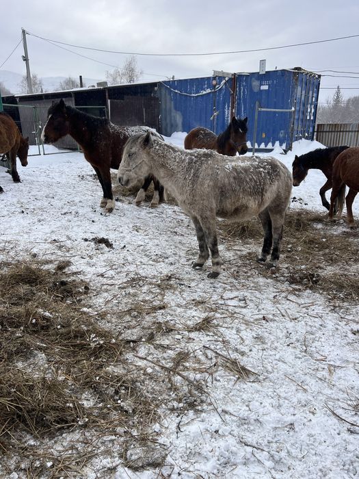 Продам лошадь ездавую