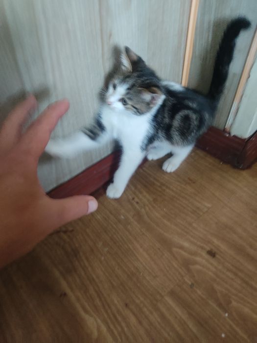 Одам котят в хорошие руки