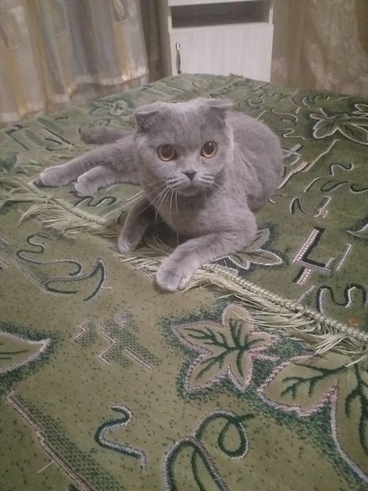 Вязка  Котов. вислоухие, британцы