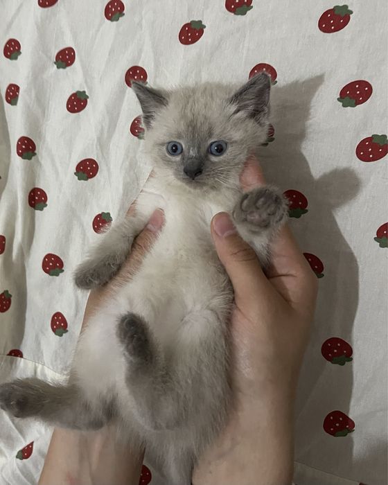 Котенок в хорошие руки