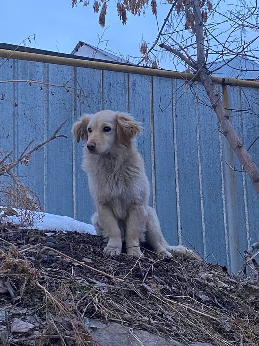 Собака бесплатно