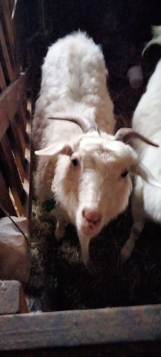 Продам коз и козлят