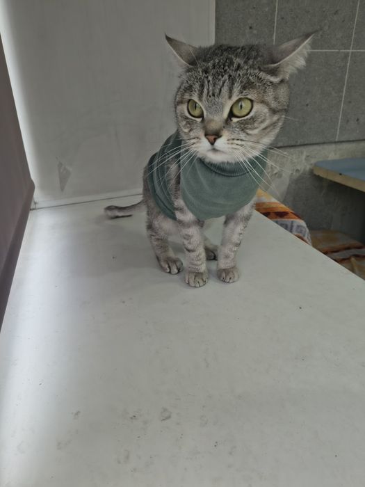 Отдам породистую кошечку