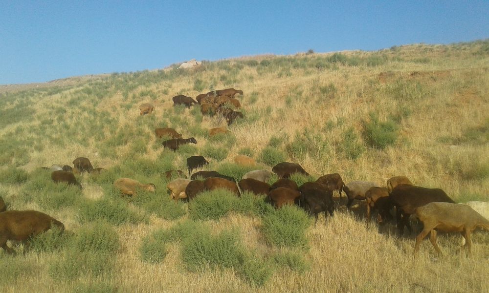 Qurbonlik 2023 qochqorlar