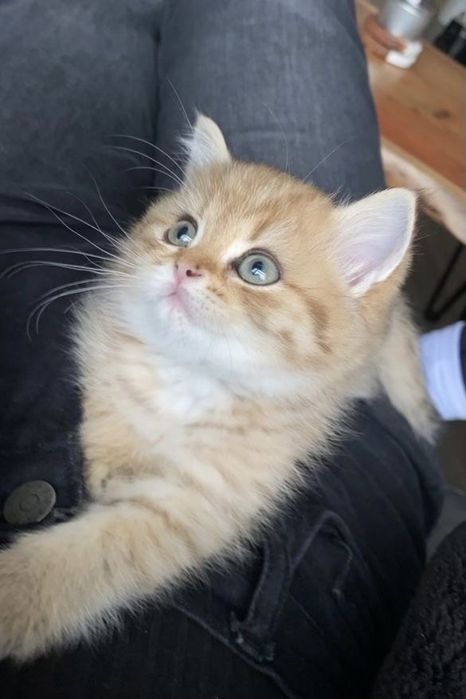 British shorthair fetiță