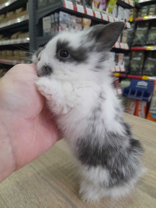 Декоративно мини зайче на 1 месец