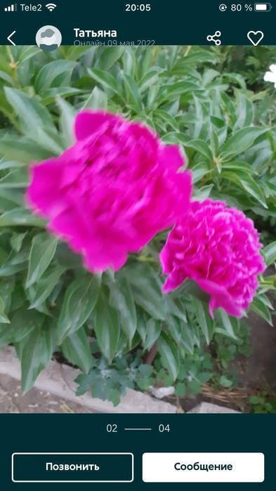 Пионы,сортовые, с куста