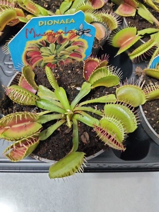 Мухоловка Дионея