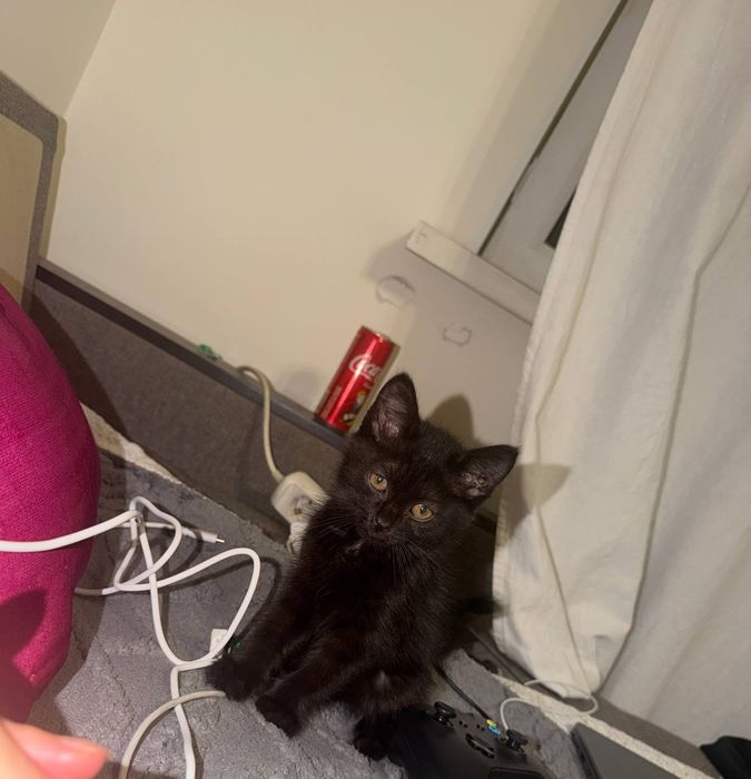 Отдалим котенка в добрые руки